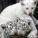 Misty Joseph - @joseph_misty - Twitter