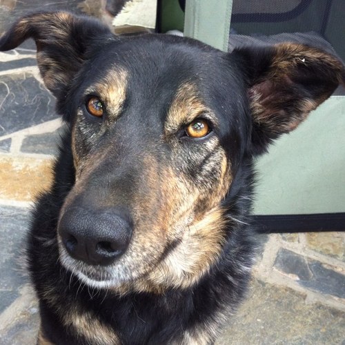 shezwak's profile picture. 