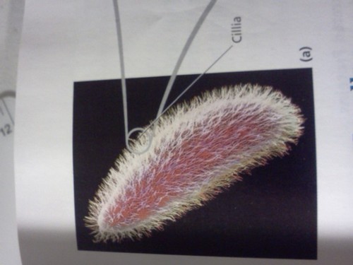 Psycho4cyto's profile picture. Supporting cell shape, reproduction, and motility since the beginning of dirt