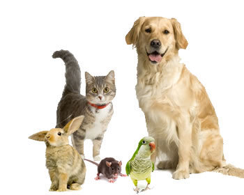 Dogs Cats and Pets http://t.co/hSKekHc8pA