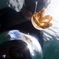 IT Project Management, Underwater Photographer, Classic Rock riaqorina@gmail.com