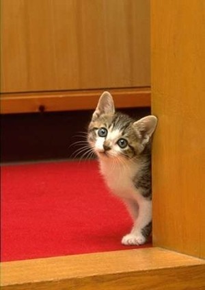 jun_i_t's profile picture. like∥ the HIATUS ELLEGARDEN RADWIMPS BUMP OF CHICKEN the pillows JUDY AND MARY YUKI back number　X JAPAN etc.