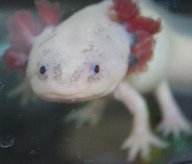 新潟県在住  趣味：競馬、熱帯魚飼育、アニメ、ゲーム    三国志大戦、英傑大戦、ウマ娘