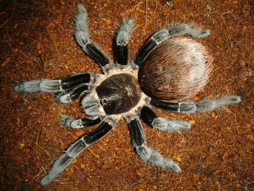 Lerishabelle19's profile picture. 