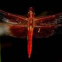 Celeste Greco Kotuby - @BristolBirdie - Twitter