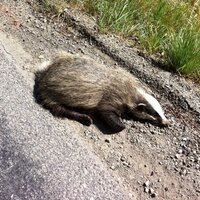 Eva Lindqvist (@eevalin1) 's Twitter Profile