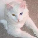 Claudia Webb - @Claudia_Webb - Twitter