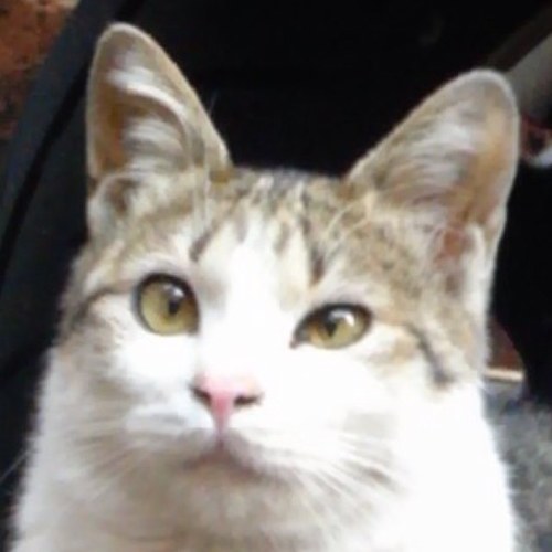 ka2323kun's profile picture. 