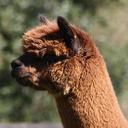 Mark steele - @PatouAlpacas - Twitter
