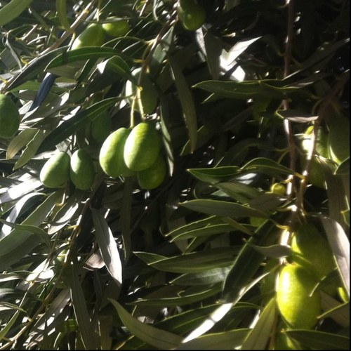 31belle's profile picture. 