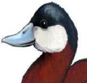 Located on 12 St Pegas Road, Peakirk, The Ruddy Duck is a Traditional Country Pub Serving Homemade Food & Real Ales. Tweet us, we'd love to hear from you!!