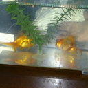 wanda reyes - @cojinte - Twitter