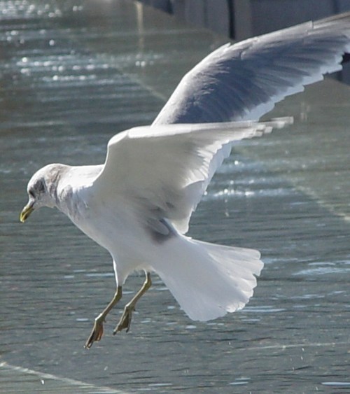 cdlew's profile picture. 