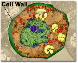 TheBestCellWall's profile picture. I am a cell volume regulator, a cell strength mechanic, I store carbohydrates, I have a metabolic role, and I prevent the cell membrane from from bursting!