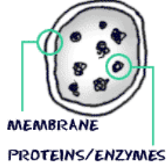 VoteForLysosome's profile picture. VOTE!!!!!