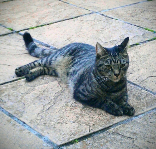 RockyAndRosie's profile picture. Hi. My name's Rocky. I live with my sister Rosie... our parents & their 2 humans-in-training. Born June 2011.