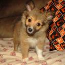 Donna Overton - @sheltz4me - Twitter