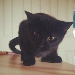 A cat, a black one #AntiBullshitLeague