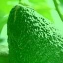 Home hydroponics advocate transplanted from California to Maine, loves avocado on toast with a squeeze of fresh lemon!Discover how easy it is to grow avocados!