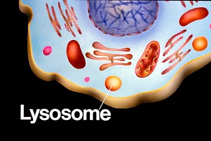 Lysosome4TheWin's profile picture. Lysosomes. Taking in the bad, giving you the good