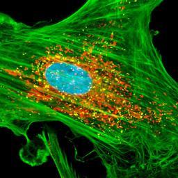 Peroxi_Homie's profile picture. Keeping you toxic-free since 1954 and beyond!