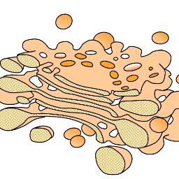 GolgiBodySwag's profile picture. VOTE GOLGI BODY.The most important organelle- you couldn't process protein without us! WE GOT SWAGGA. XD
