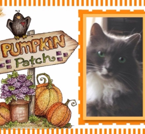 Female fluffy cat. Boyfriend is @winstontabby!  Want to help other anipals as DJ#nipclub which I love! Yea! KingTuttifruiti!! New! #PinkAngel member!