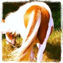 Sara Bartolini - @tommystable - Twitter