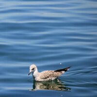 أمـيـنـة المـيـر .. (@ameena_almeer) 's Twitter Profile