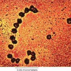 VOTE4RIBOSOMES's profile picture. 