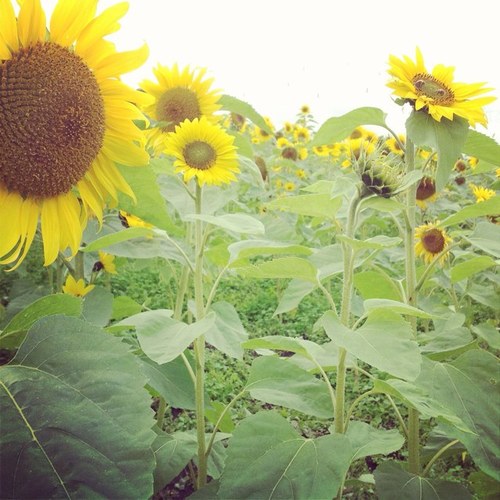 Chartered Marketer, with a passion for PR, the arts, nature, and foodie fun. Mum of 1. Views own