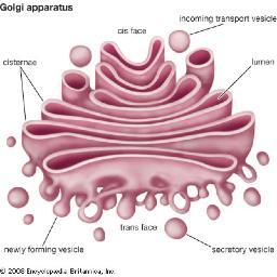 Wholly4Golgi's profile picture. Preparing. Packaging. Shipping.
What else can Golgi do for you?