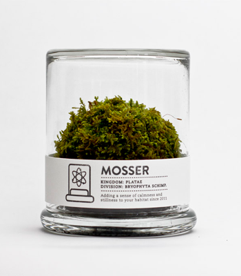 Modern Desktop Terrariums and Kits