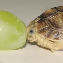 turtlemertle's profile picture. 