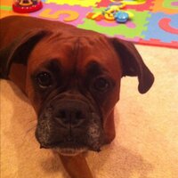 Kristina Konnath (@kkonnath) 's Twitter Profile