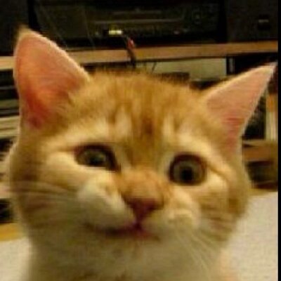 どらん 茶虎柄 任天堂 改造ポケモン 作れる無許諾のスマホアプリに警告 Itmedia ニュース Good Read そういう時代なんだよ メーカーがなんと言おうが止められないよこんなの Http T Co L1kjobcejb