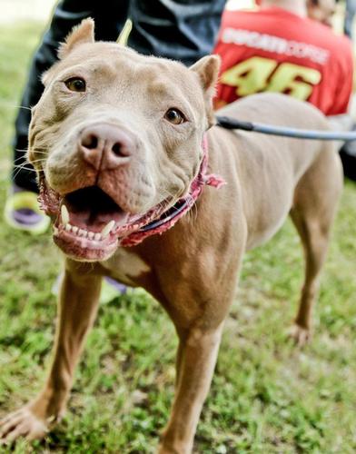 Rescued pit bull, certified therapy dog, American Pit Bull Foundation Mascot, and StubbyDog Superhero!