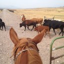 Janet Scharf - @jescharf - Twitter