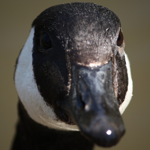 brianla's profile picture. Turning thoughts upside down since 1985.