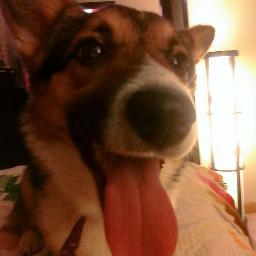 corgilover00's profile picture. 