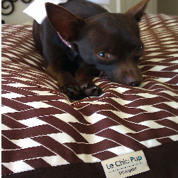 LeChicPup's profile picture. We are a Los Angeles based company catering to dogs of every kind, and pride ourselves in dressing your beloved pooch in fun, trendy and fashionable apparel.