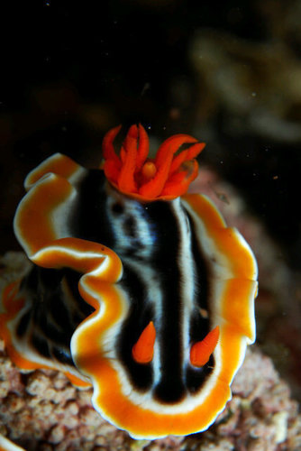 Balidivetravel's profile picture. 