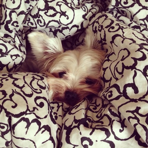 the Life of one spunky Yorkie named Mochi. Thats me!