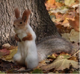 cukerus's profile picture. во время кембрийского взрыва, я примкнул к иглокожим