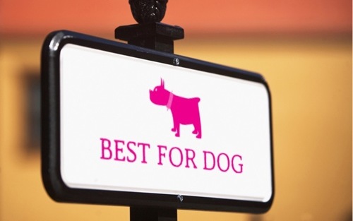 Best for dog
Toilettage canin à domicile (06)