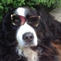 Rob Hartmans (@robhartmans) 's Twitter Profile