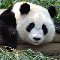Save the Panda's (@panda_for_life) 's Twitter Profile