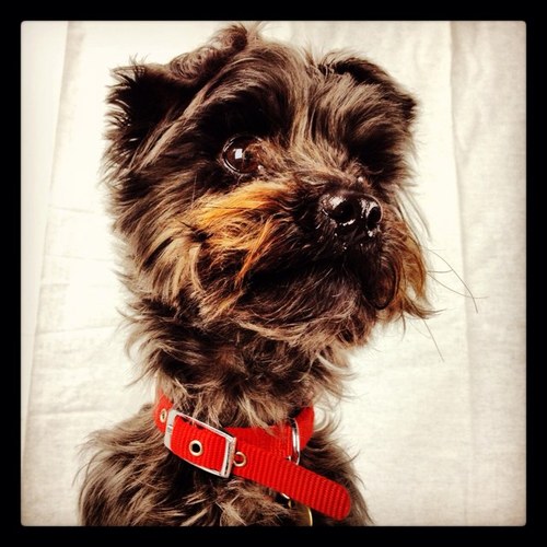 Rox_Dog's profile picture. Well behaved and super intelligent Yorkiedoodle who provides love and (technical) support to Jane and Louise from 2Dynamic Ltd.