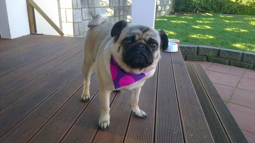The life of a cheeky 4 year old pug named Toga. Visit Toga on Instagram @pugngirl :)
