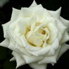 YORKSHIRE .... BORN AND BRED